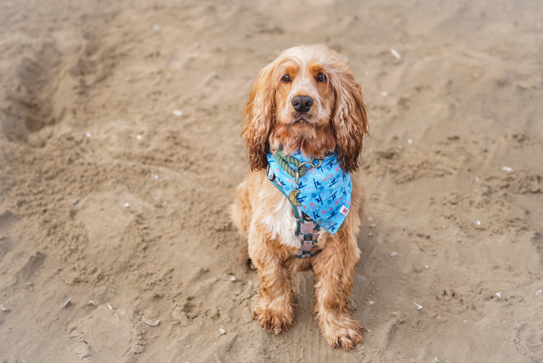 Saltrock's Top 5 Dog-friendly Beaches - Saltrock