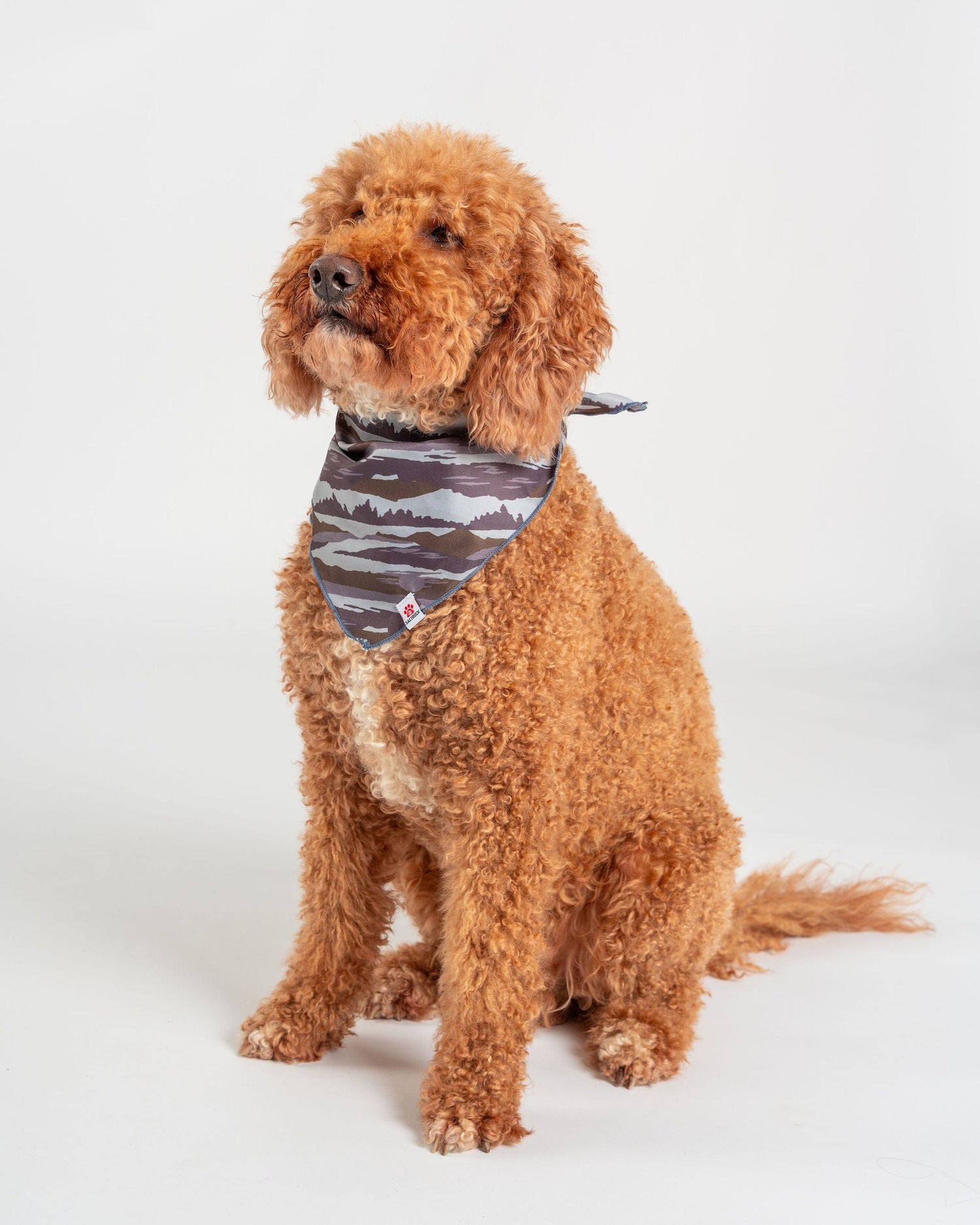 A curly-haired brown dog sits on a white background, sporting the Saltrock Camo Stripe - Pet Bandana in green—a trendy accessory perfect for any pup.