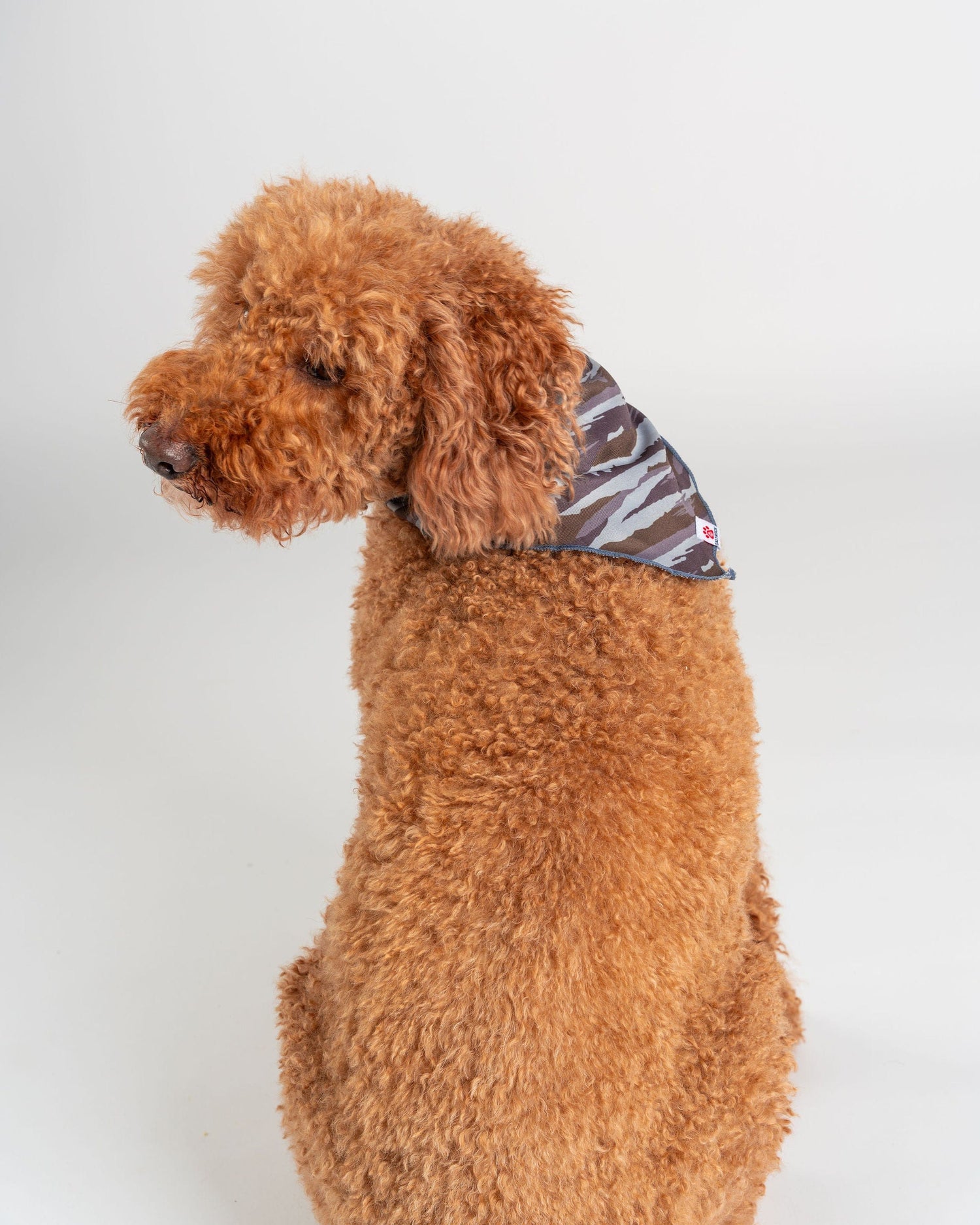 A curly-haired brown dog sits sideways, wearing the Saltrock Camo Stripe - Pet Bandana - Green—an eye-catching accessory—around its neck against a plain white background.