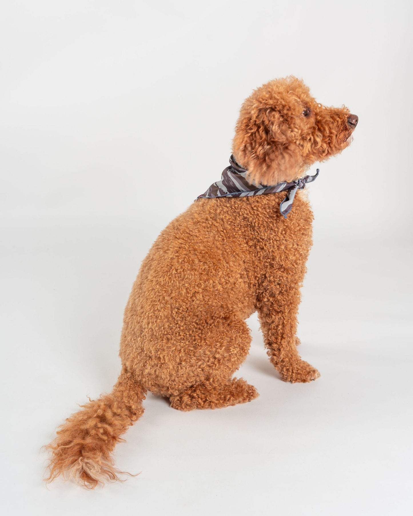 A curly-haired brown dog, wearing the Saltrock Camo Stripe - Pet Bandana in Green, sits on a white background facing right—a trendy and stylish accessory for any pup.