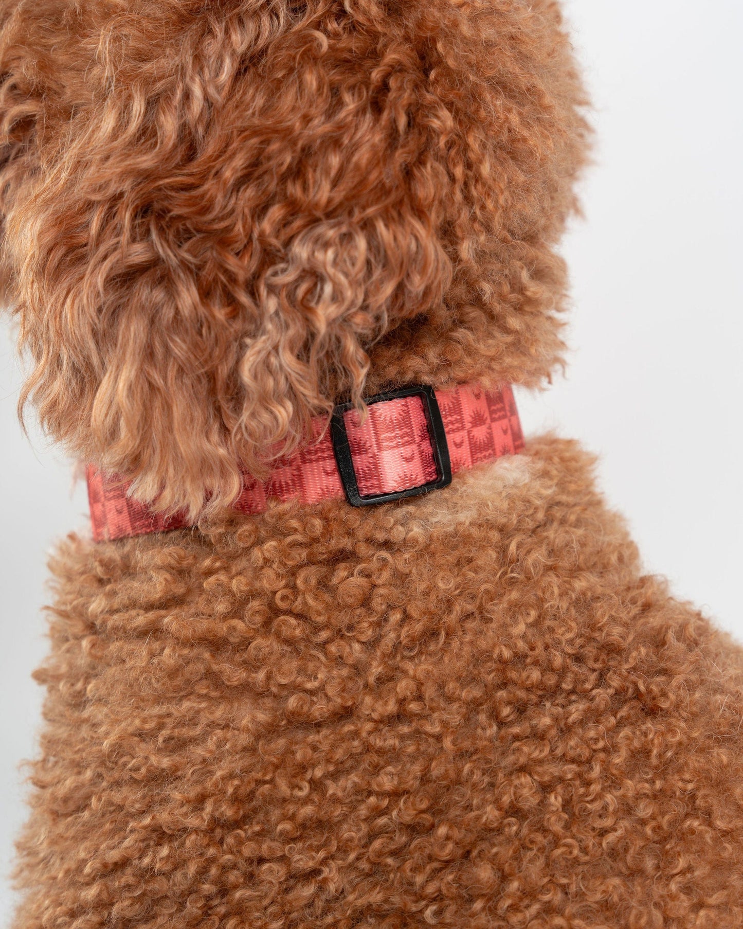 Equinox - Pet Collar - Orange
