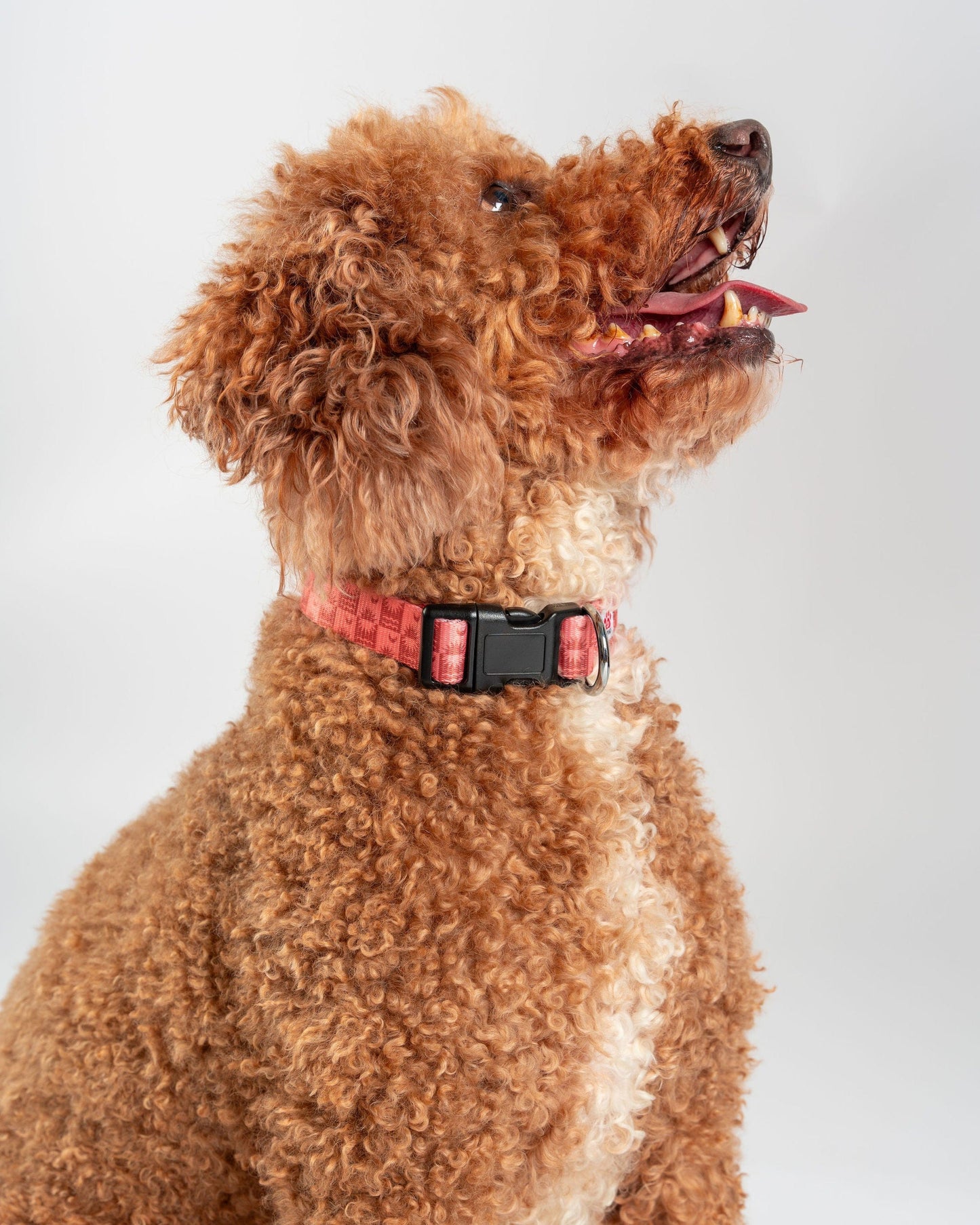 Equinox - Pet Collar - Orange
