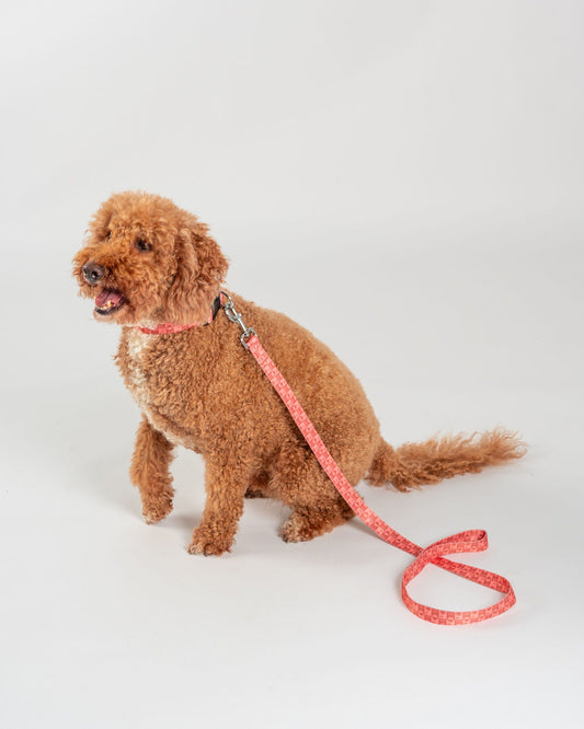 A curly-haired brown dog sits on a white background, wearing a pink collar and the Saltrock Equinox - Dog Lead - Orange from the Saltrock dog accessories collection.