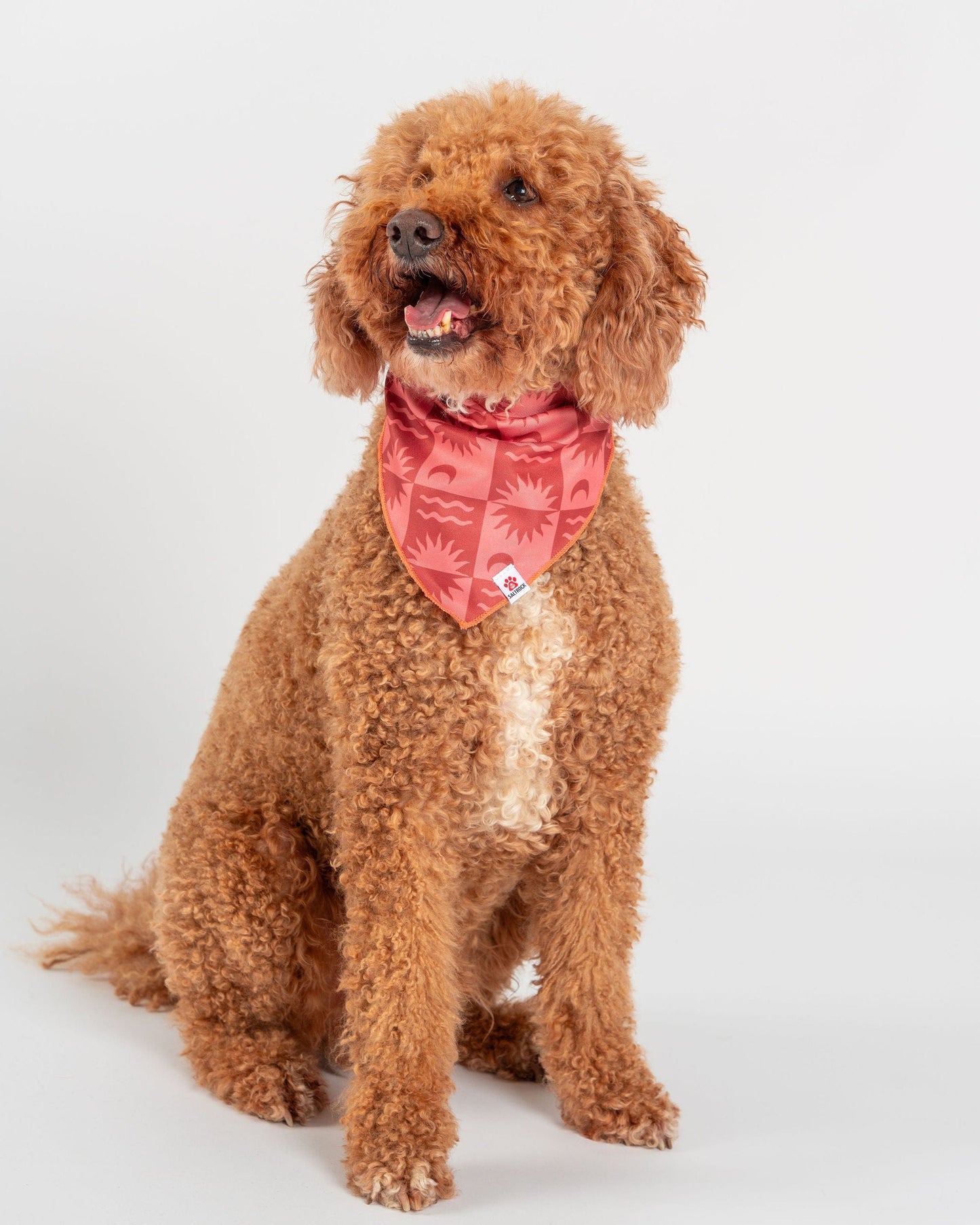 Equinox - Dog Bandana - Orange