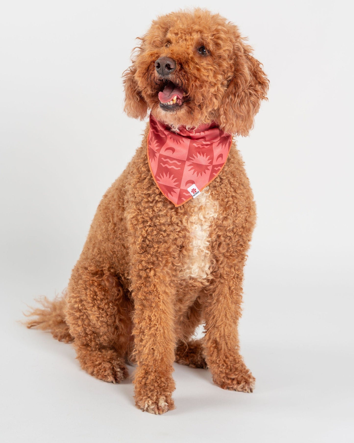 Equinox - Dog Bandana - Orange