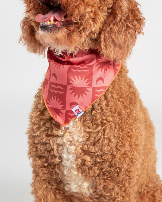 Equinox - Dog Bandana - Orange