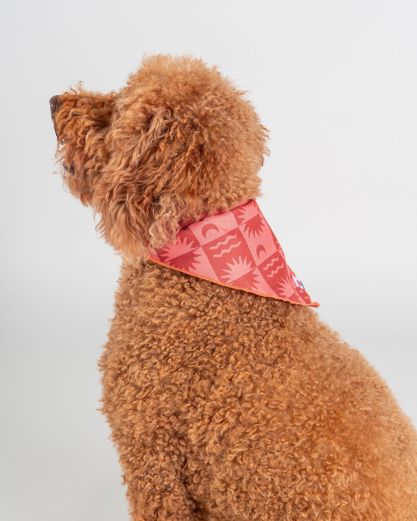 Equinox - Dog Bandana - Orange