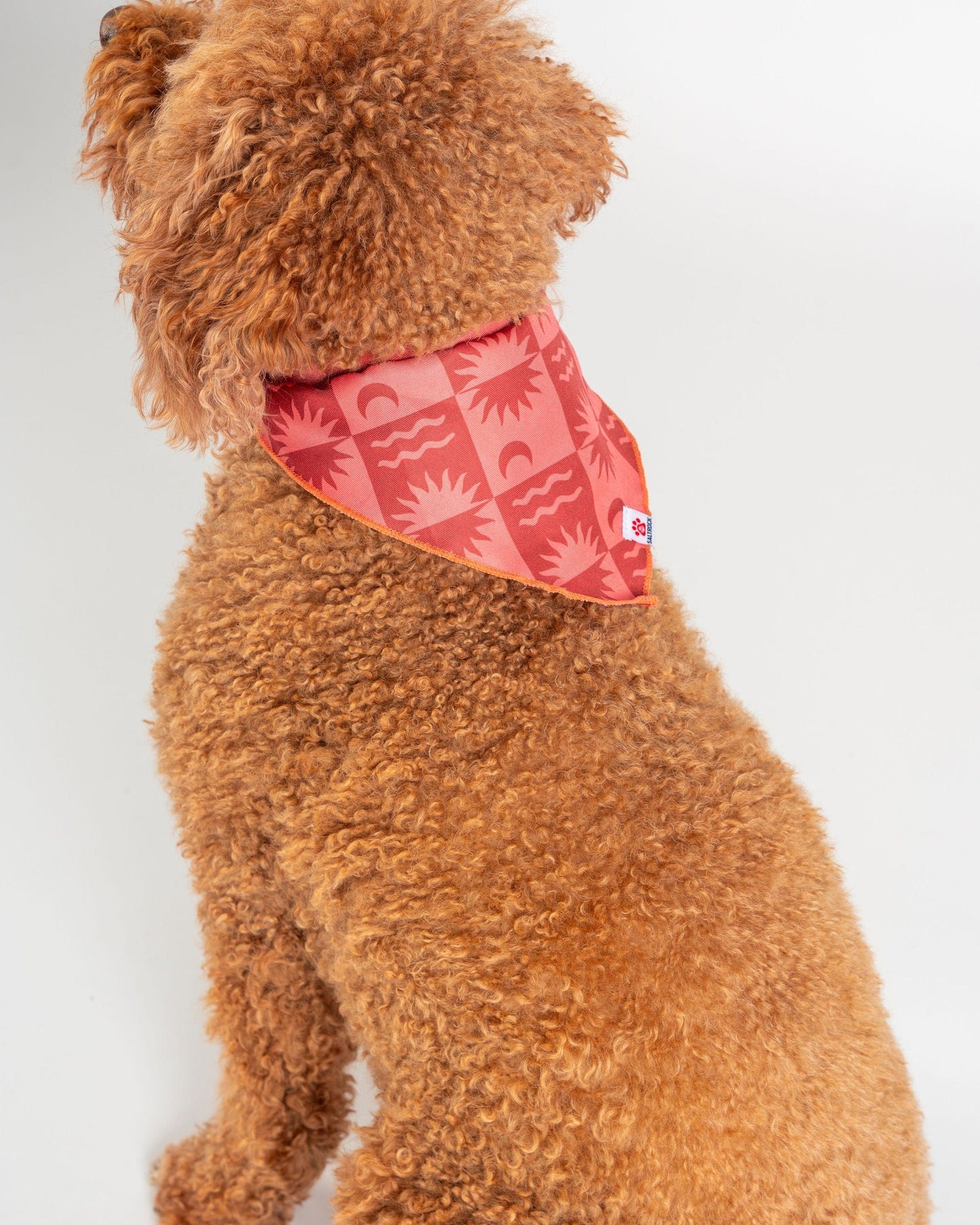 Equinox - Dog Bandana - Orange