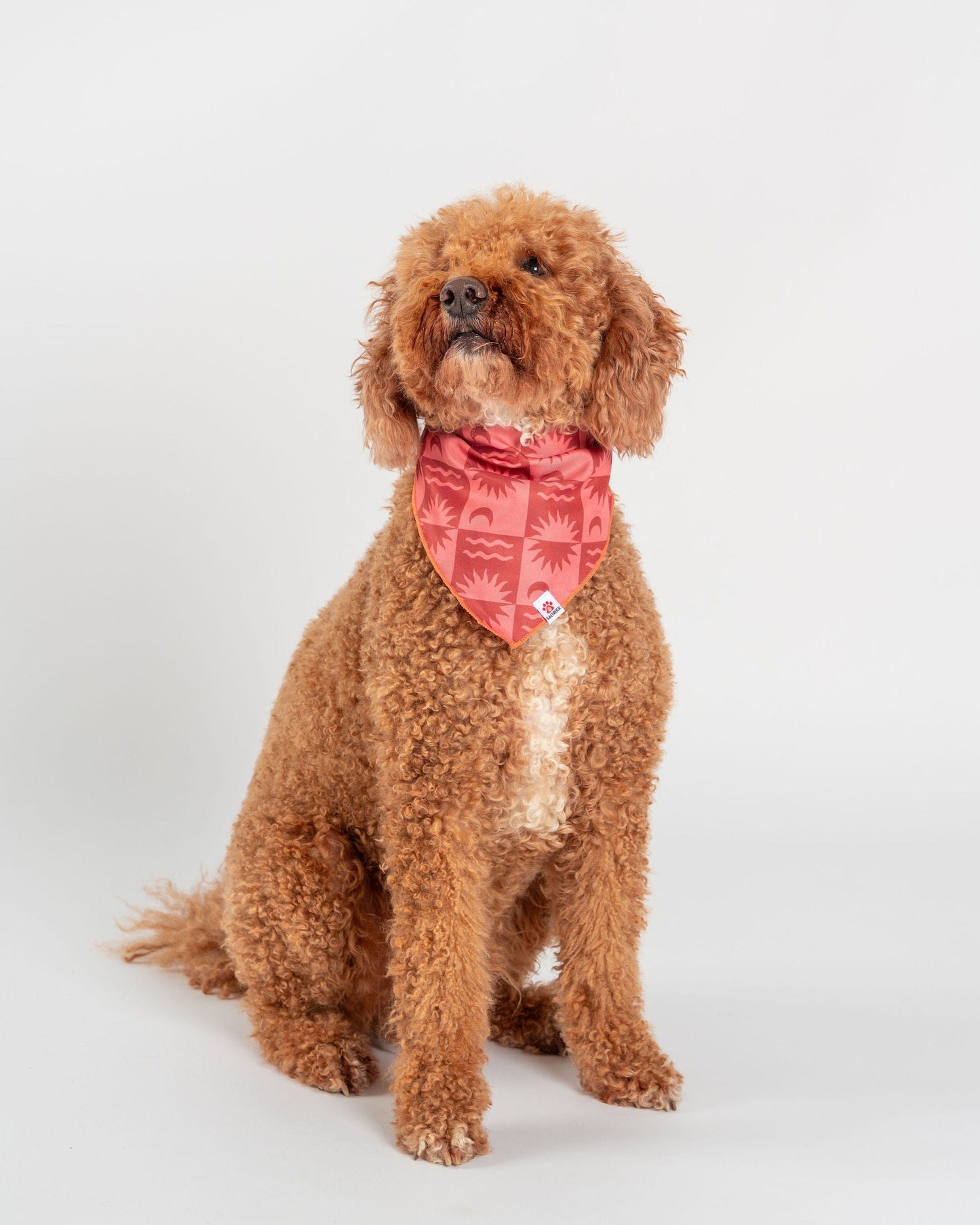 Equinox - Dog Bandana - Orange