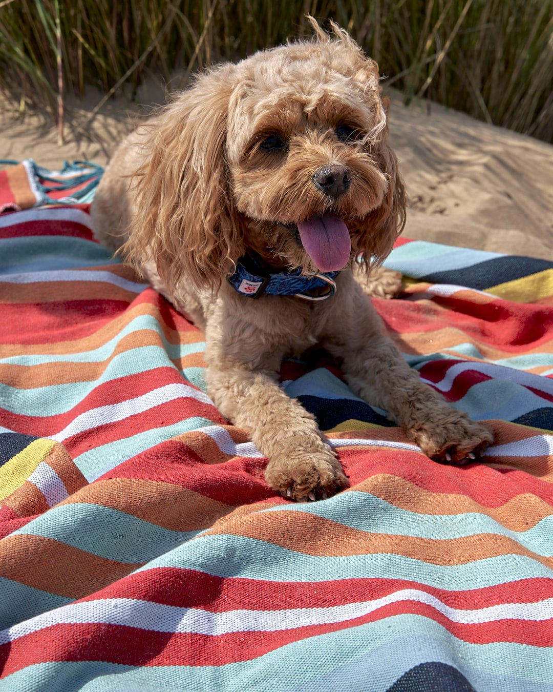 A dog is laying on a Saltrock Recycled Picnic Blanket - Multi in the sand.
