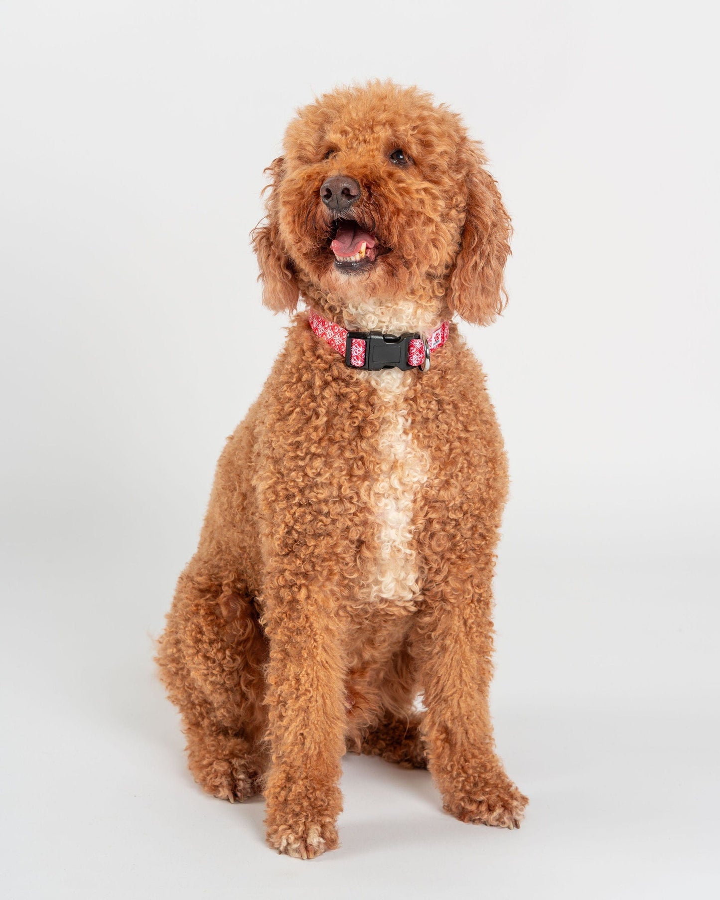 Corp - Dog Collar - Red