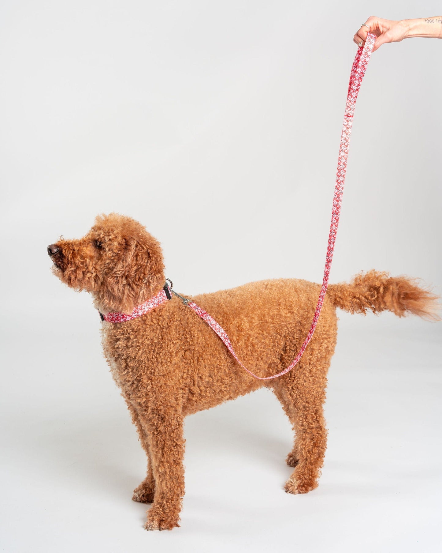 Corp - Dog Lead - Red