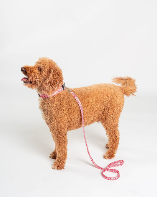 Corp - Dog Lead - Red