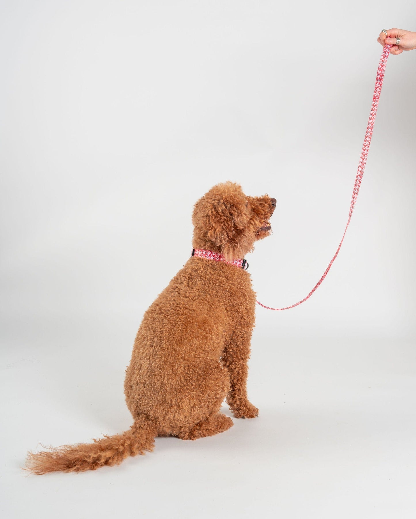 Corp - Dog Lead - Red