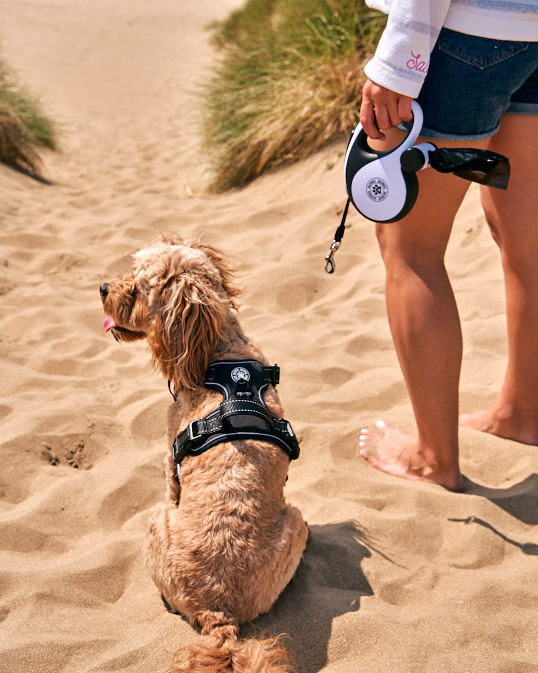 A dog on a Saltrock Adjustable Lead in white in the sand.