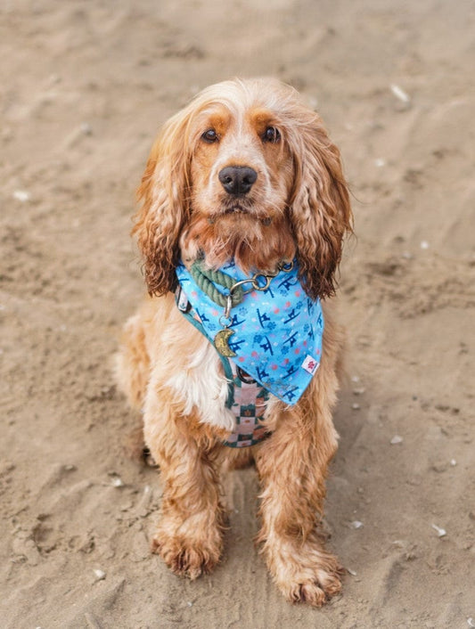 A brown cocker spaniel wearing a Saltrock Paw Print - Pet Bandana - Blue sits on sandy ground, looking directly at the camera.