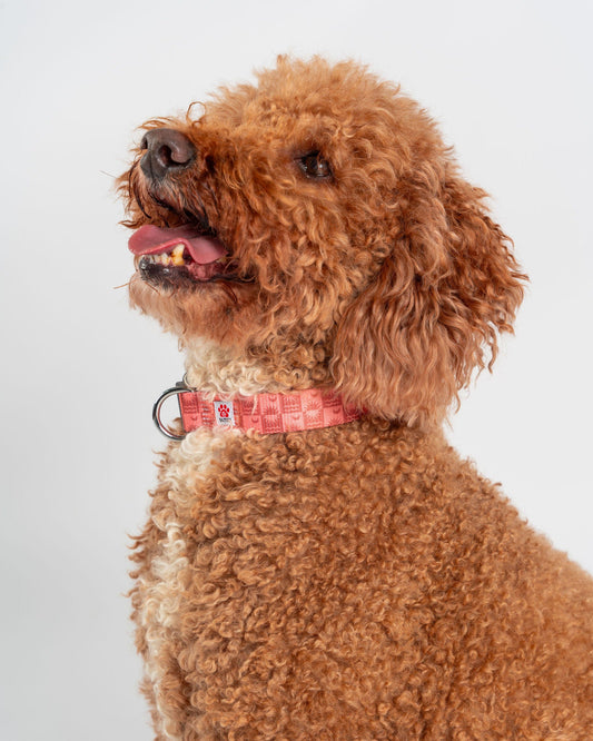 Equinox - Pet Collar - Orange