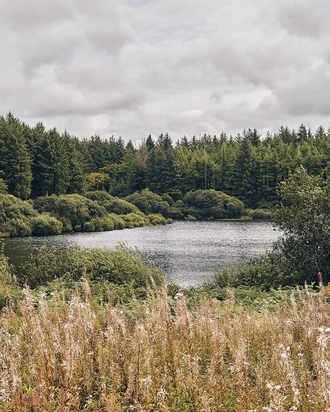 A lake surrounded by tall grass and trees.